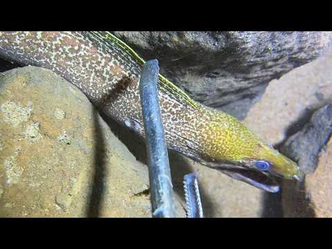 Diving under the sea to catch eels, crabs and sea cucumbers | Part 80-4