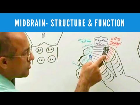 Midbrain | Structure and Function | Neuroanatomy