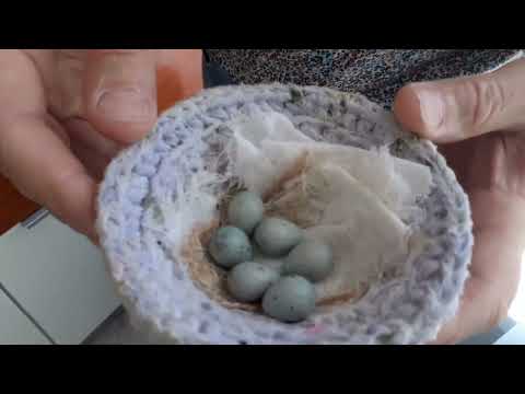 Разведение и содержание канареек овсяночного напева.  Вылупление птенцов и  их кормление.