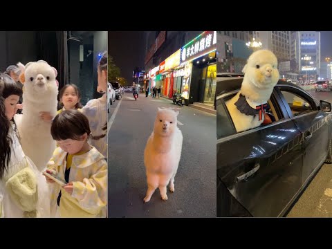 Alpaca  in China Street and Fashion Show