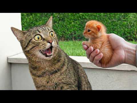 Comedian Cats React to a New Kitten for the First Time 😂 Best Funny Cat Videos 2025