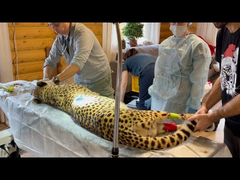 Gerda the cheetah has a surgery! First time under anesthesia.