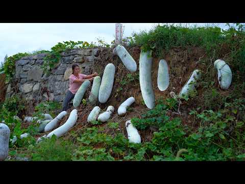Harvesting Giant winter melon! Winter Melons bigger than sheep!