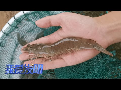 改善传统养殖现状！他发明的养殖设备是内陆养虾的神器，人人养虾都能得心应手！|「我爱发明」20221215