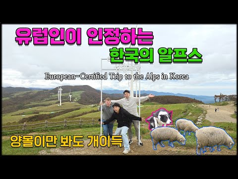 The German-certified Alps in Korea, Daegwallyeong Samyang Ranch, into the sheep maul