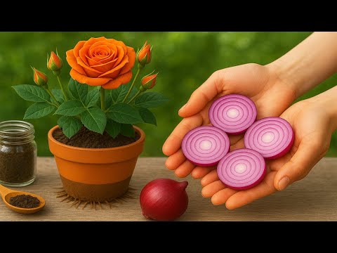 Just 1 purple onion! The rose branch will suddenly have 999 roots the next morning!