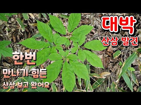 While collecting wild ginseng, I came across wild ginseng that was so popular that even ginseng e...