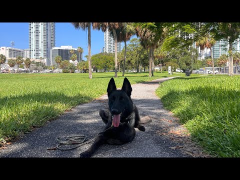 Kota | Belgian Malinois | Public OB