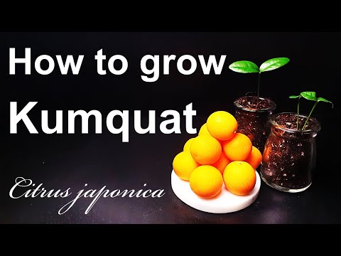 How to grow Kumquat from seed｜Your own Kumquat tree｜How to grow #14 Kumquat｜Eng Sub