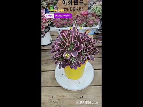 다남다육 (이화랜드) 라이브 스트리밍 중010-3339-2461문자주세요. 인천계양구이화동258-1