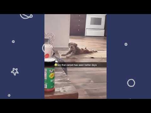 Cats 🐱 & Dogs 🐶 Fails #1 | Funniest Compilation 2026