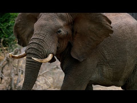 Why Do Elephants Have Big Ears? | Weird Animal Searches | BBC Studios