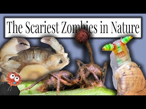 Zombie Parasites are REAL, and they're kinda terrifying...