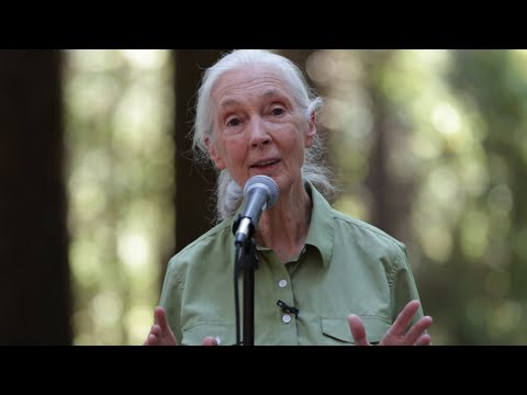 Jane Goodall speaks at Berkeley (full event)