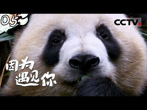 《因为遇见你》🐼圆滚滚的一天：熊猫宝宝可爱超标！你知道吗？熊猫原来都是地包天 EP05 【CCTV纪录】