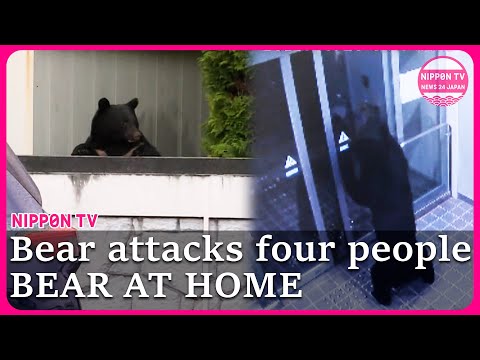 At least four men attacked by bear in Akita, one bear culled in Tokyo