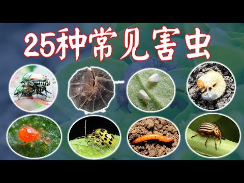 【庭院种菜必修课】最常见的25种害虫。中英文对照，附高清照片录像