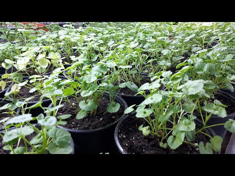 Черенкую КАМПАНУЛЫ. В этом году по другому!