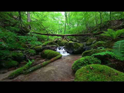 Gentle Stream Sounds, Birds Chirping, Beautiful Nature Sounds