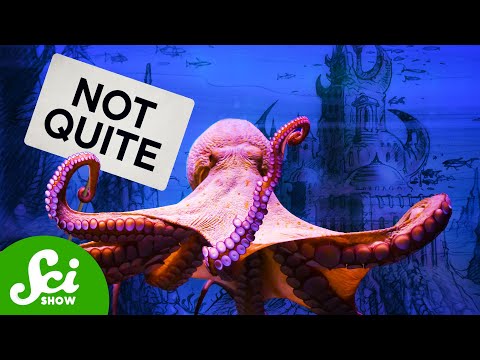 What The Media Got Wrong About Octopus Cities