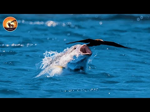 The Most Unexpected Predators of the Mysterious Ocean | Animal Documentary