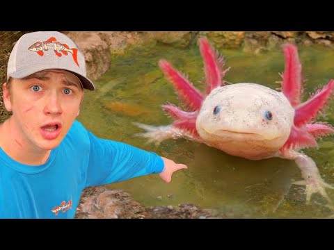 Ich habe Axolotl in einem verlassenen Teich gefunden!
