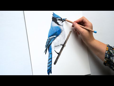 Relax and enjoy this beautiful drawing of a Bluejay | Colored Pencil Timelapse
