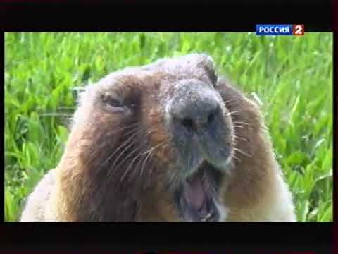 Анонс "Рейтинг Баженова" (Россия 2, сентябрь 2014)