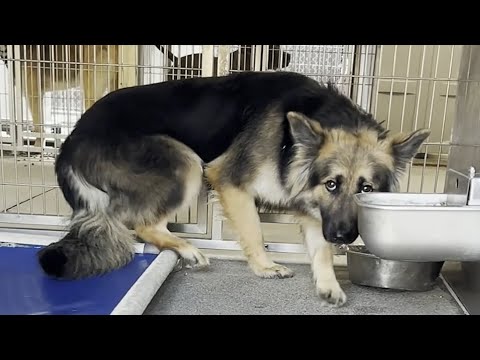 Terrified dog's heartwarming response to love