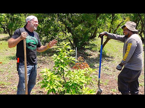 Planting Avocado Trees