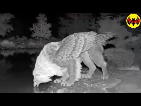 This Mythical Beast Was Filmed at Night… And It Looks Real