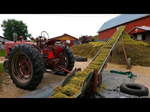 Could That Pile Get Any BIGGER? Chopping Corn Silage 2023!