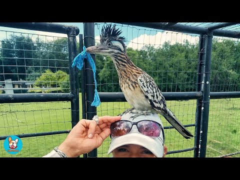 This Little Roadrunner Was Set Free… But He Refused to Leave