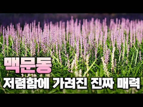 라벤더 못지않은 풍성한 보라꽃에 강인한 생명력, 상록성까지! 너무 싸서 과소평가 받는 맥문동의 진짜 매력을 알려드립니다.