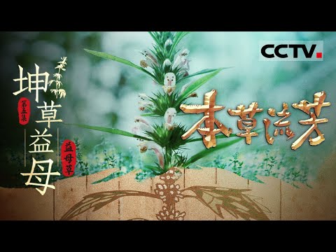 《本草流芳》05 坤草益母:益母草传奇 千年药用本草的生命力与价值【CCTV纪录】