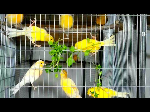 Кормление канареек полезными продуктами,Доступный источник витамин минералов и микроэлементов!