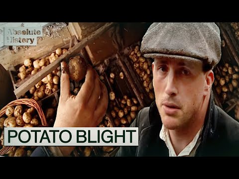 The Hardships Of Harvest Time In Edwardian Britain