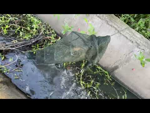 昨天带35条网，轮胎干坏，还没下完网，难受😣。 #真实户外  #今天的收获  #野生黄鳝  #我的乡村生活   #户外抓黄鳝