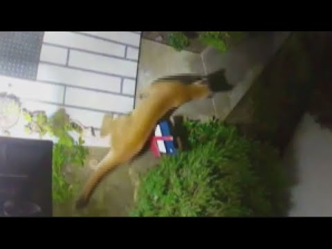 Mountain Lion spotted outside Mira Mesa home