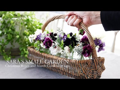 Christmas Roses and March Gardening Tips