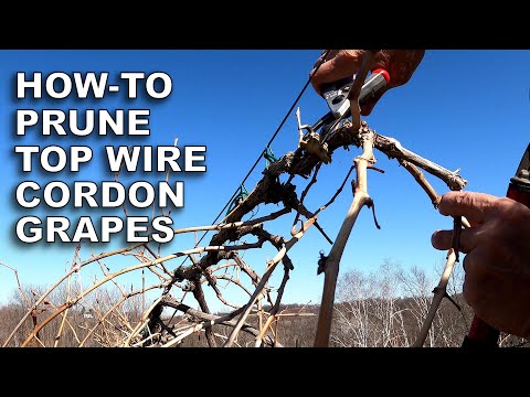 Growing Grapes ― Pruning Cold Hardy Top Wire Cordon Vines