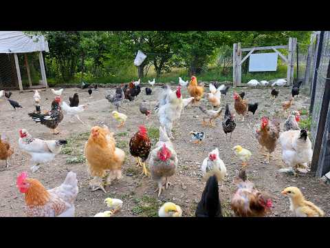 Free Range Chicken Farming for Businesses - Medication Free Chicken Care - Poultry Farming