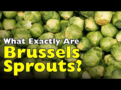 What Exactly Are Brussels Sprouts? Why Everyone Hated Them  [ID0908]