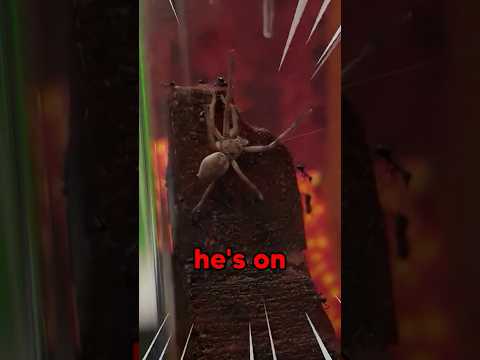 1,000 Ants vs Spider - Who is Stronger?