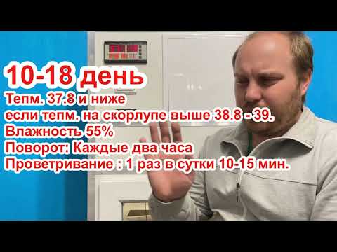 Инкубация куриного яйца с 1 по 21 день.
