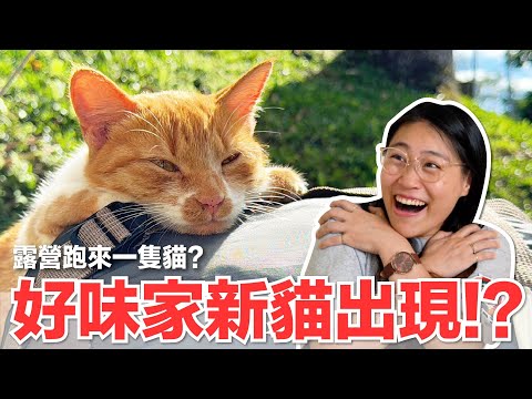 【好味小姐】好味家新貓出現！？露營跑來一隻貓？｜好味貓日常222