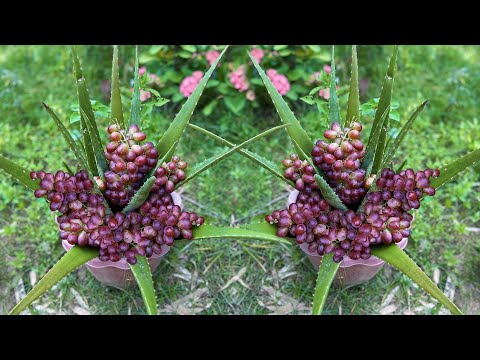Great idea : Grafting Aloe Vera with Grapes Fruit to get more fruit | Growing Grapes Fruit
