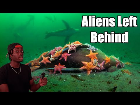 The Terrifying Truth Behind the Aliens in the Ocean
