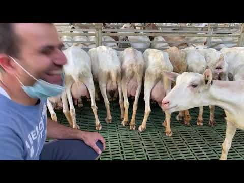 LIVE: Visiting “Gout Blanc”: Meeting the First Alpine & Saanen Goats in Lebanon