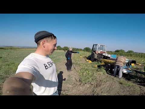 Валкуваня,Молотіння Гарбуза. Педаль ВВП(ВОМ) Сходинки в кабіну Т40.Робота кипить. Все не встигаю.